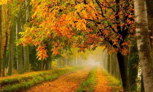 Image brown and yellow leaves on ground