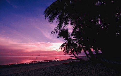 Image palm tree on beach shore during sunset