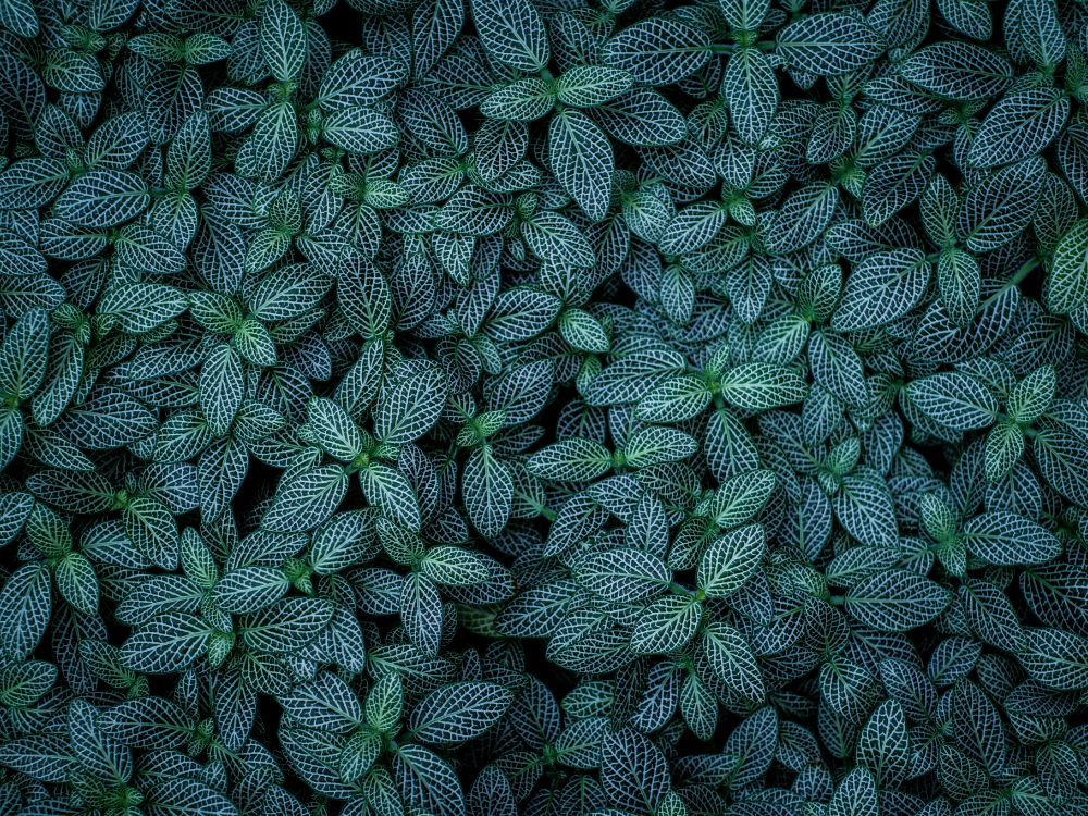 Verde, Patrón, la Botánica, Diseño, la Cubierta Vegetal. Wallpaper in 5184x3888 Resolution