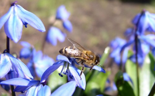 Image black and yellow bee on blue flower