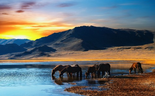 Image horses on a lake with a view of a mountain