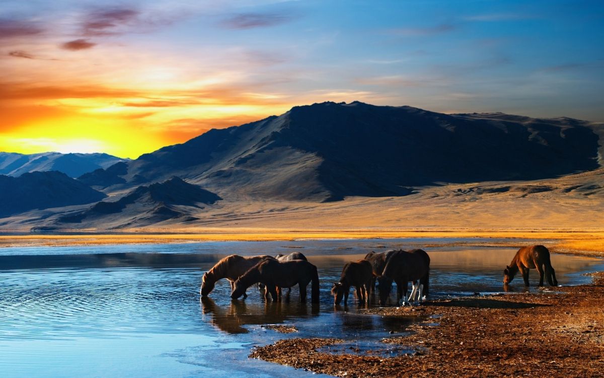 horses on a lake with a view of a mountain