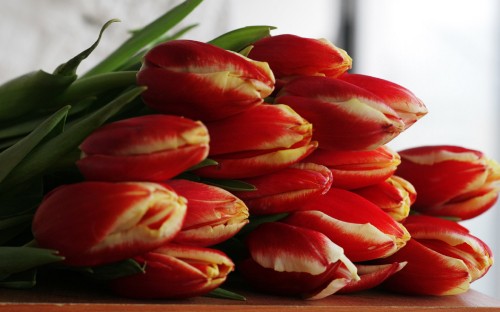 Image red tulips in close up photography