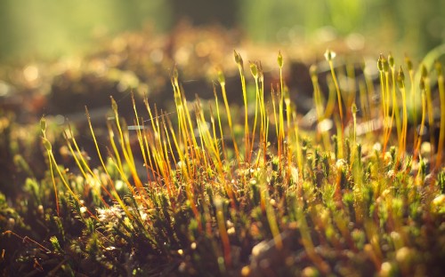 Image green and brown grass in close up photography