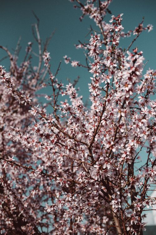 Arbre de Fleurs de Cerisier Blanc et Rose. Wallpaper in 4005x6000 Resolution