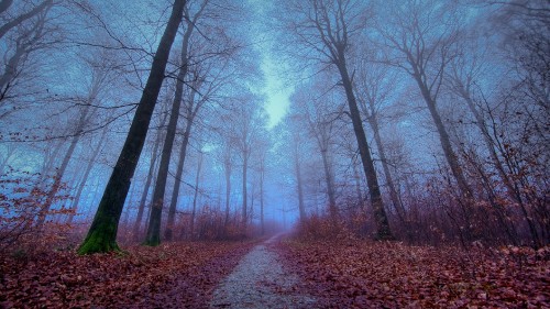 Image forest, autumn, tree, natural landscape, nature