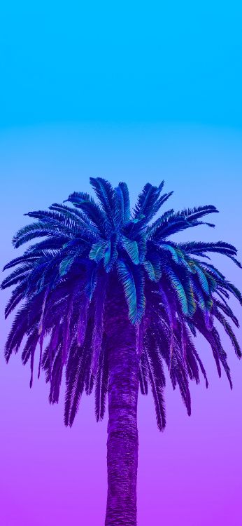 neon palm leaves, leaf, tree, azure, plant