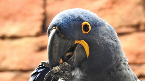 Image blue and yellow macaw bird