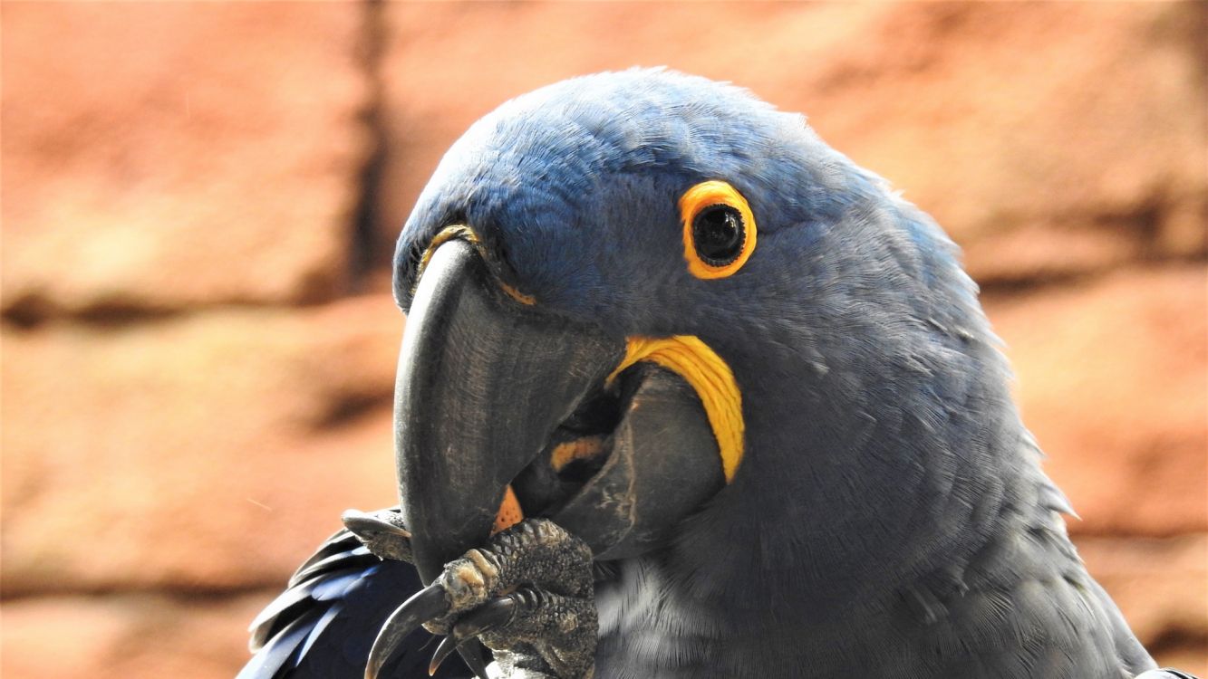 blue and yellow macaw bird