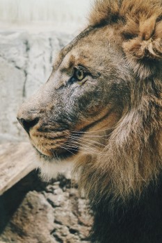 Wallpaper Brown Lion Lying on Gray Concrete Floor During Daytime