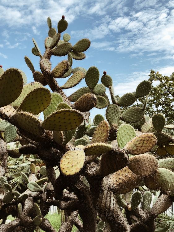 vegetation, cactus, shrubland, Barbary fig, biome