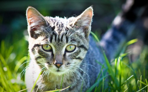 Image white and black tabby cat on green grass during daytime