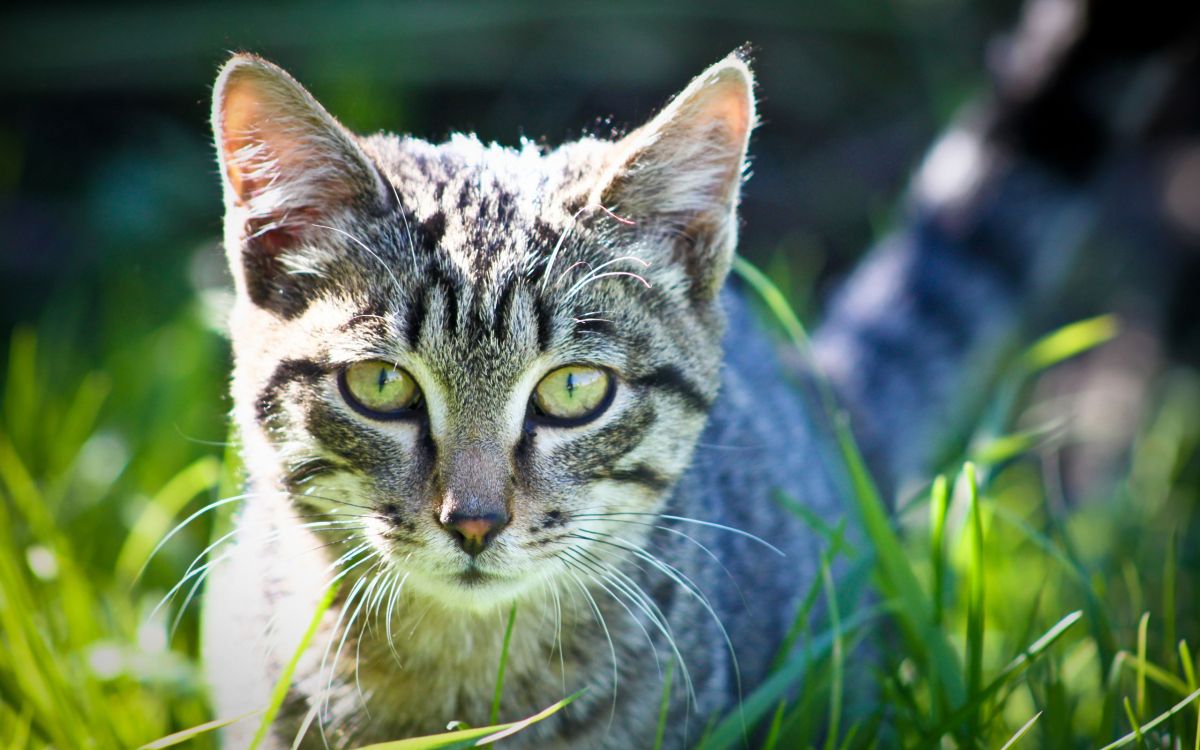 white and black tabby cat on green grass during daytime