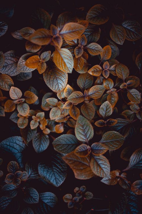 Todavía la Vida, Patrón, Tallo de la Planta, Dibujo, Fábrica. Wallpaper in 2336x3504 Resolution