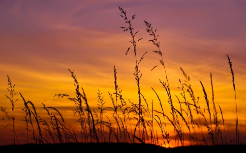 Image silhouette of grass during sunset