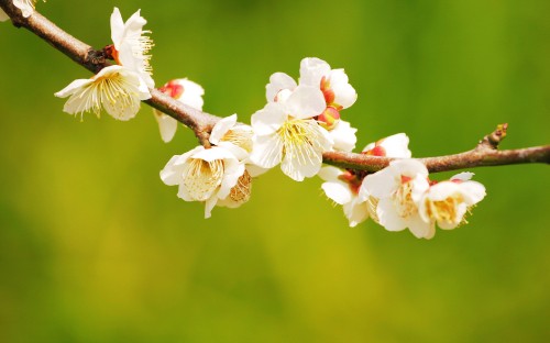 Image white cherry blossom in close up photography