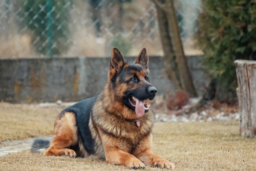 Image black and tan german shepherd on green grass field during daytime