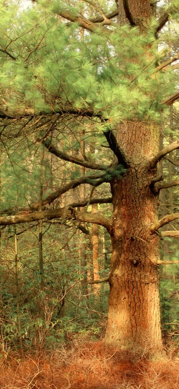 Image green and brown trees during daytime