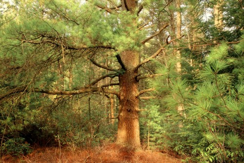 Image green and brown trees during daytime