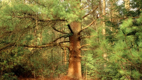 Image green and brown trees during daytime