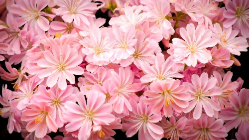 Image pink and white flowers with green leaves