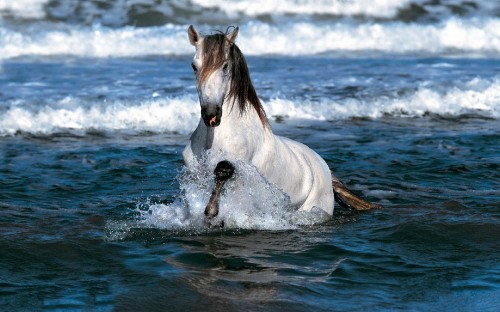 Image white horse in water during daytime