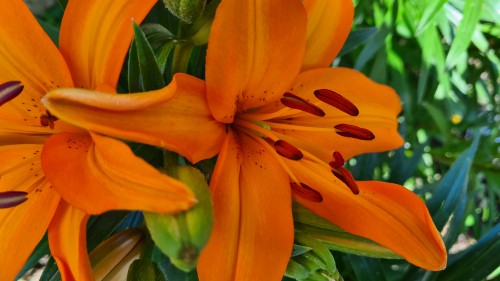 Image flora, flowering plant, montbretia, orange lily m, flower