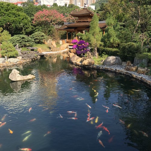 Image reflection, pond, garden, koi, fish pond