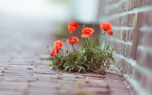 Image red flowers on brown soil