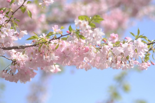 Image pink and white flowers in tilt shift lens