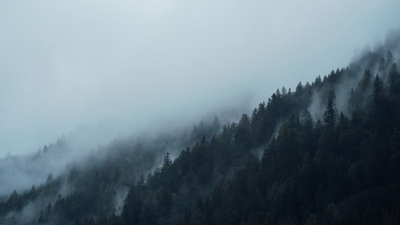 雾, 阴霾, 多山的地貌, 气氛, 针叶树 壁纸 5472x3080 允许