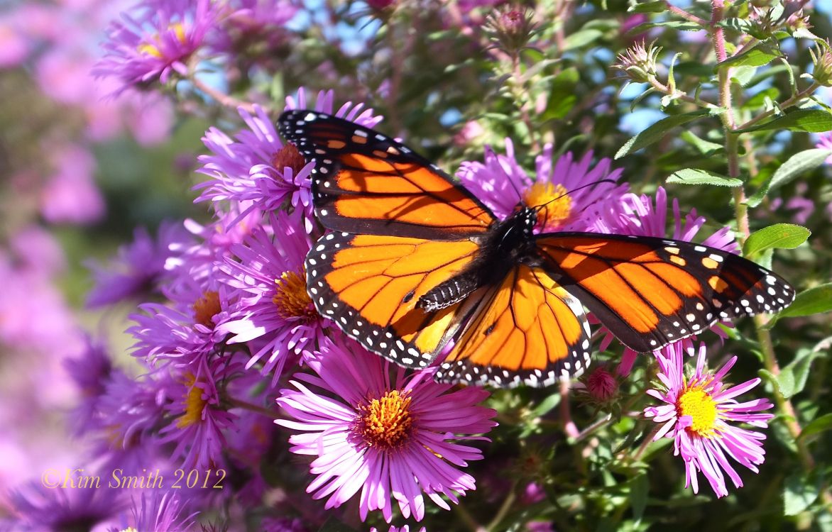 Mariposa Monarca Posado Sobre Flor Violeta en Fotografía de Cerca Durante el Día. Wallpaper in 2704x1729 Resolution