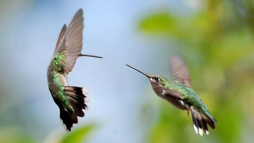 Image green and brown humming bird