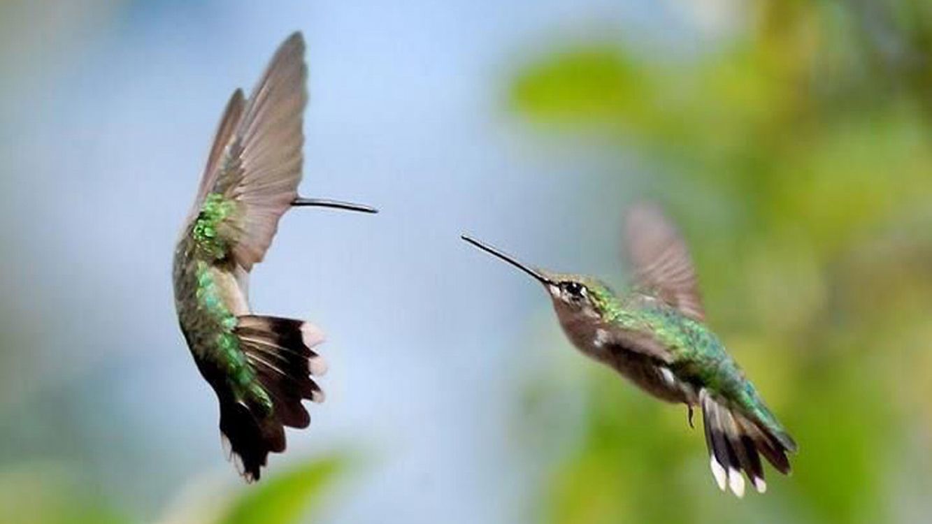 green and brown humming bird