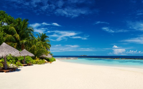 Image green palm tree on white sand beach during daytime