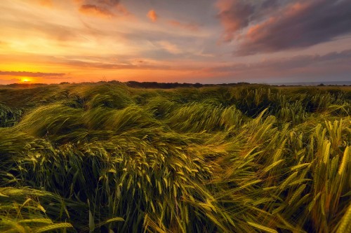 Image green grass field during sunset