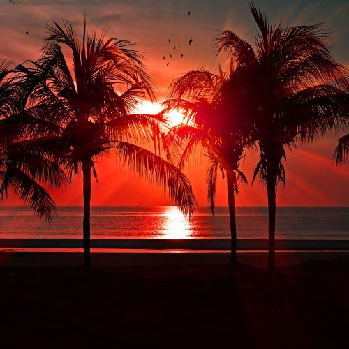 Image sunset, beach, water, plant, afterglow