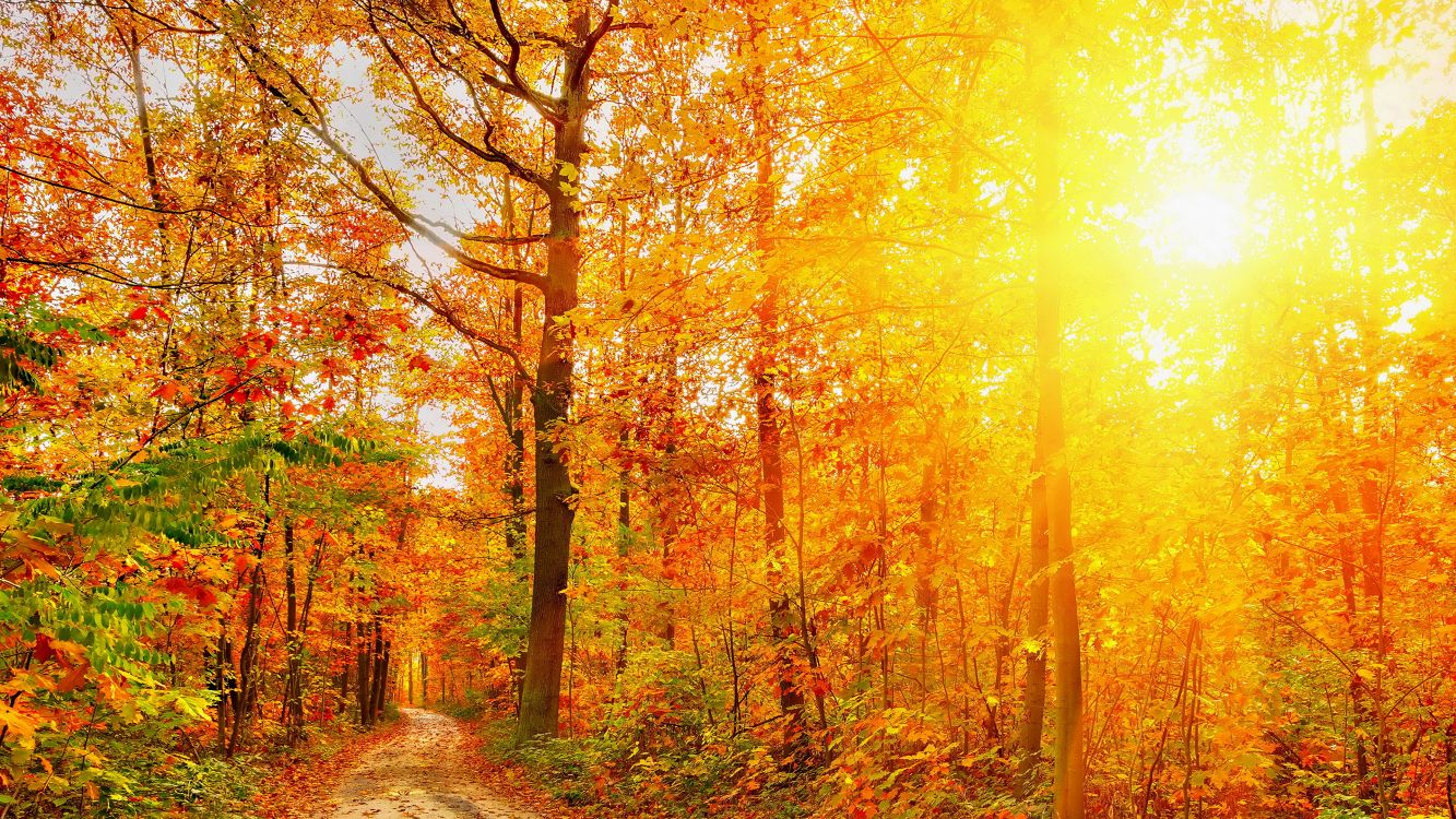 brown and green trees during daytime