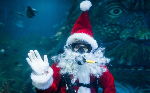 Image tree, christmas, underwater, blue, biology