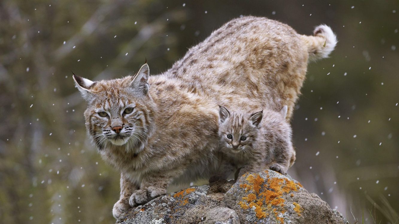 brown and black cat on gray rock