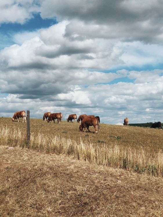 放牧, 自然环境, 农场, 普通的, 农业 壁纸 2733x3643 允许
