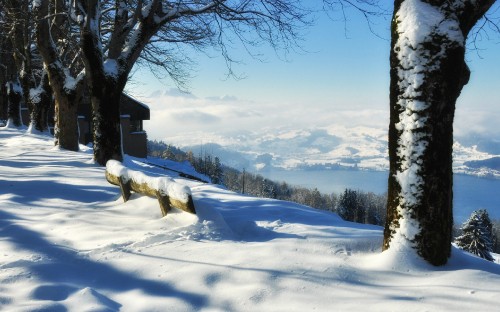 Image bare tree on snow covered ground during daytime