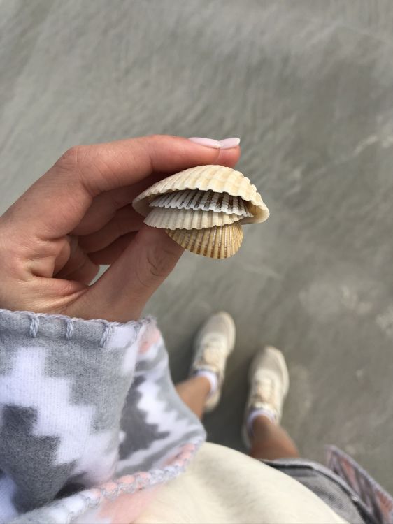 Seashell, Muschel, Shell, Naturmaterialien, Schalentier. Wallpaper in 1536x2048 Resolution