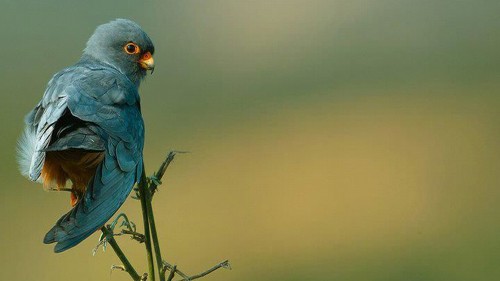 Image blue bird perched on brown tree branch