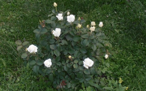 Image white flowers on green grass field