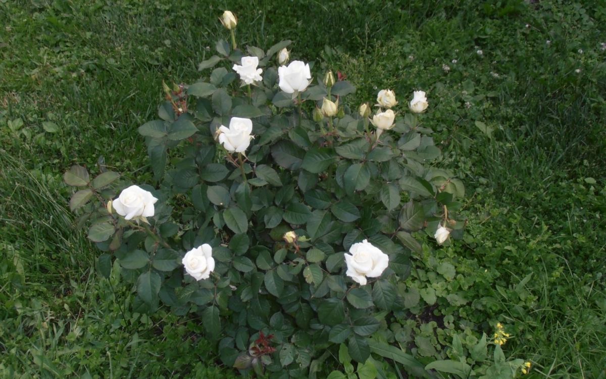 white flowers on green grass field