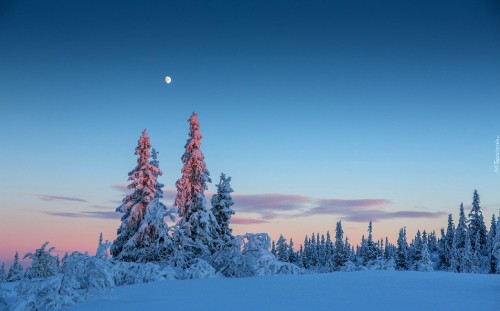 Image green pine trees covered with snow during daytime