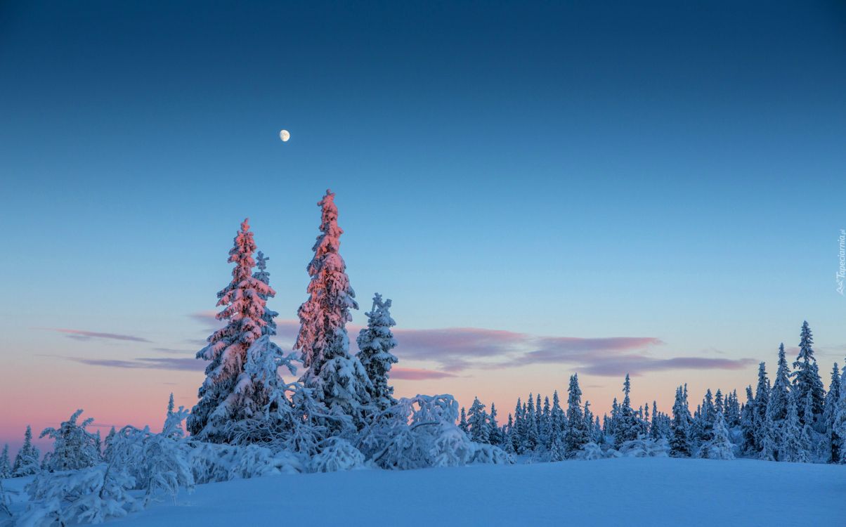 green pine trees covered with snow during daytime