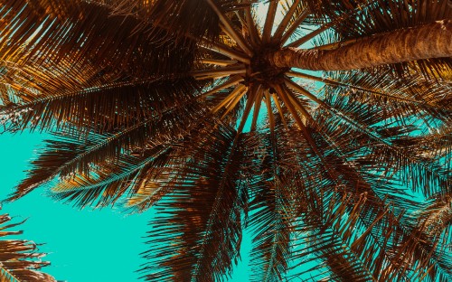 Image green palm tree under blue sky during daytime