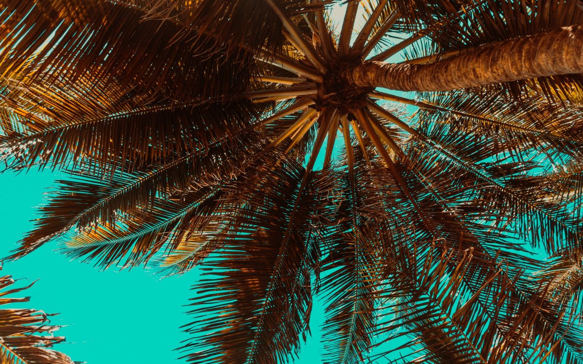 green palm tree under blue sky during daytime